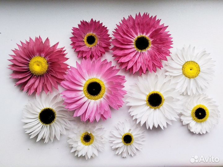 Сухоцветы гелиптерум (акролинум)