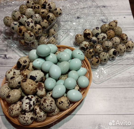 Яйца перепелиные домашние