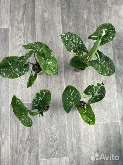 Сингониум panda