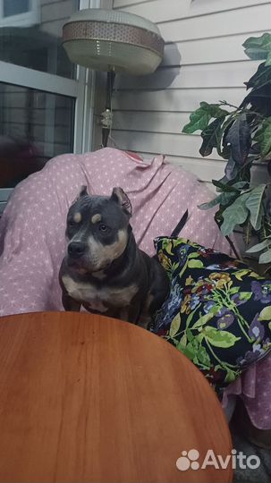 Американская буллЯ