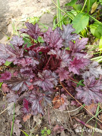 Многолетние садовые цветы