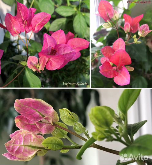 Бугенвиллия