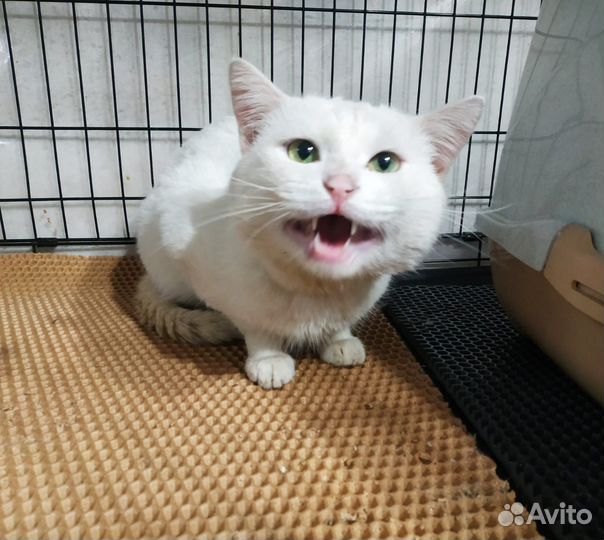 Зайку бросила хозяйка