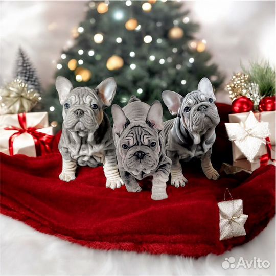 Бигроп вельвет щенки