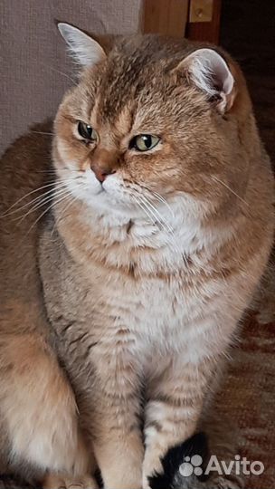 Шотландский, золотой кот 2 г. вязка ворошиловский