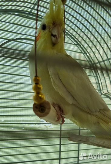 Мальчик корелла