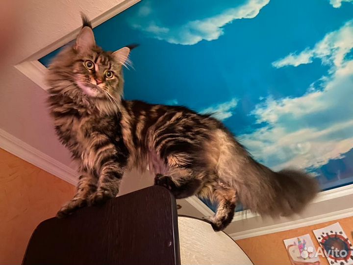 Случка кошки