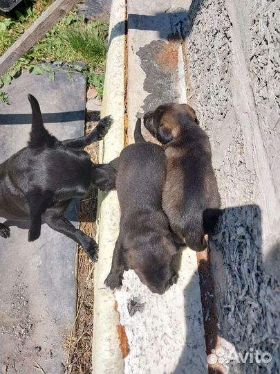 Собака щенок