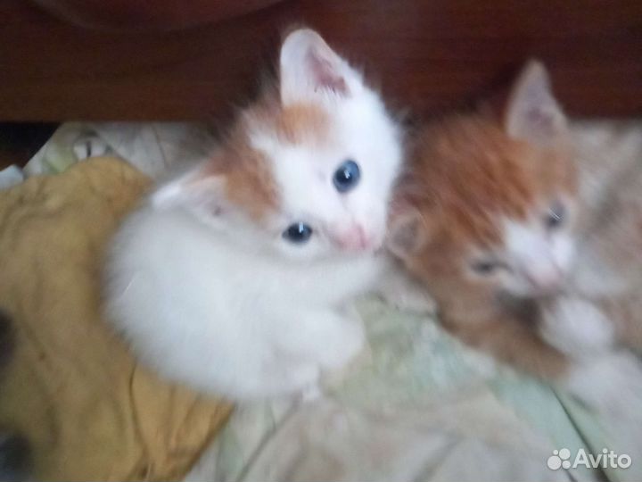 Девочка и мальчик 1 мес. В дар