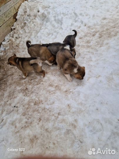 Продам щенков лайки