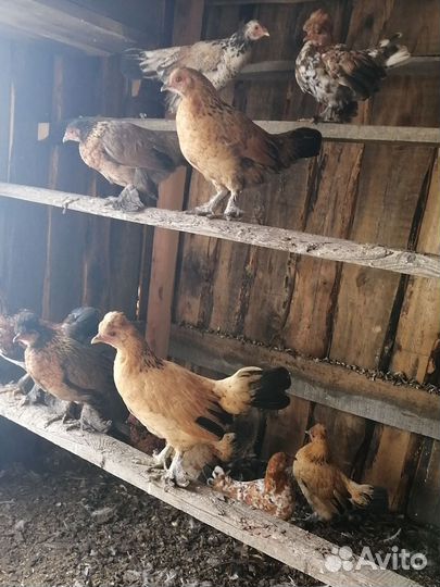 Куры бентамки