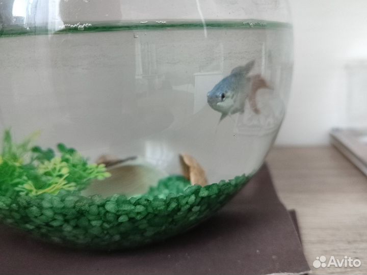 Аквариум с рыбкой