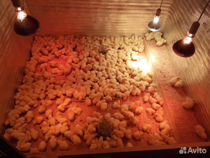 Приму на инкубацию