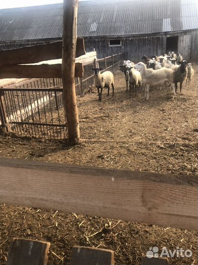 Овцы бараны