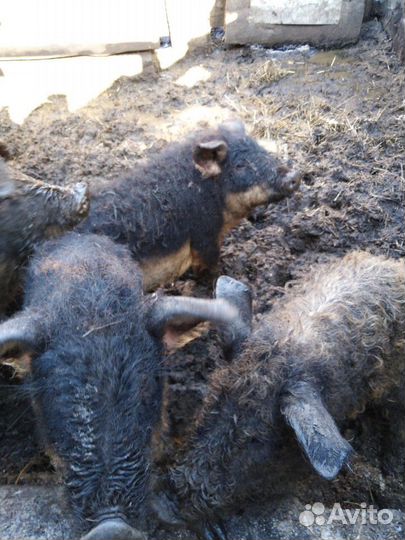 Дикий кабан поросята все породы хряки