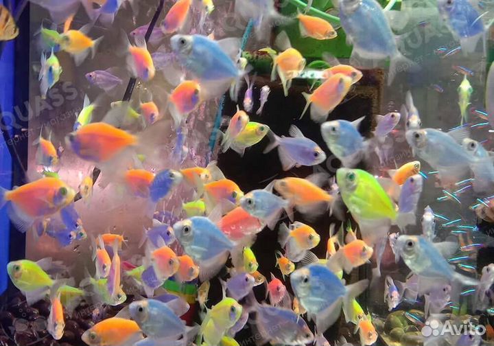 Тернеция гло