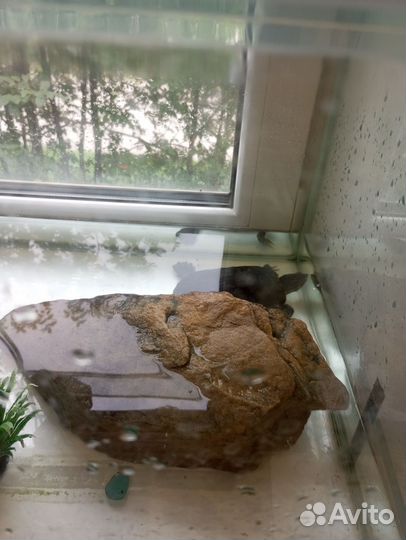 Красноухая черепаха бесплатно