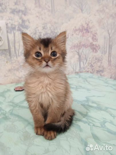 Котята бельчата