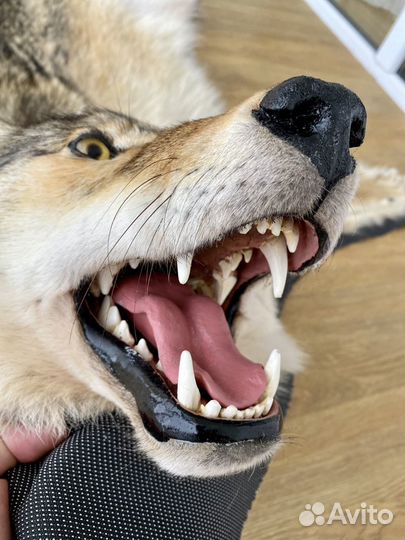 Волчья шкура