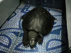 Черепаха сухопутная (Австралийская-Болотная)