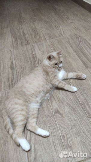 Кошка в добрые руки