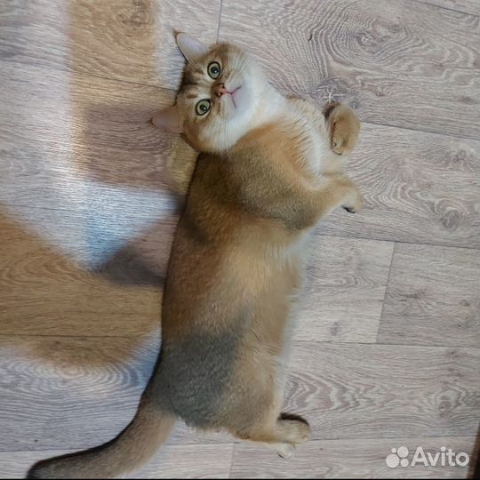 Британский кот прилашает на вязку