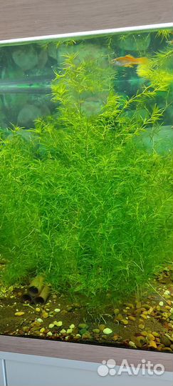 Аквариумные растения, креветки, мох