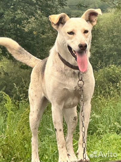 Собака в добрые руки