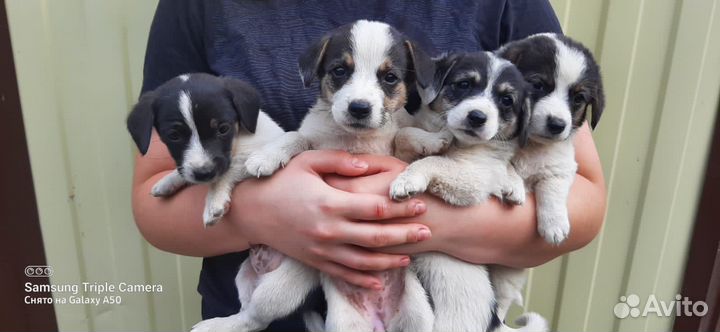 Маленькая собака