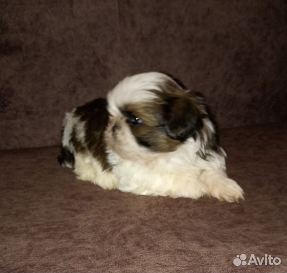 Ши-тцу мини