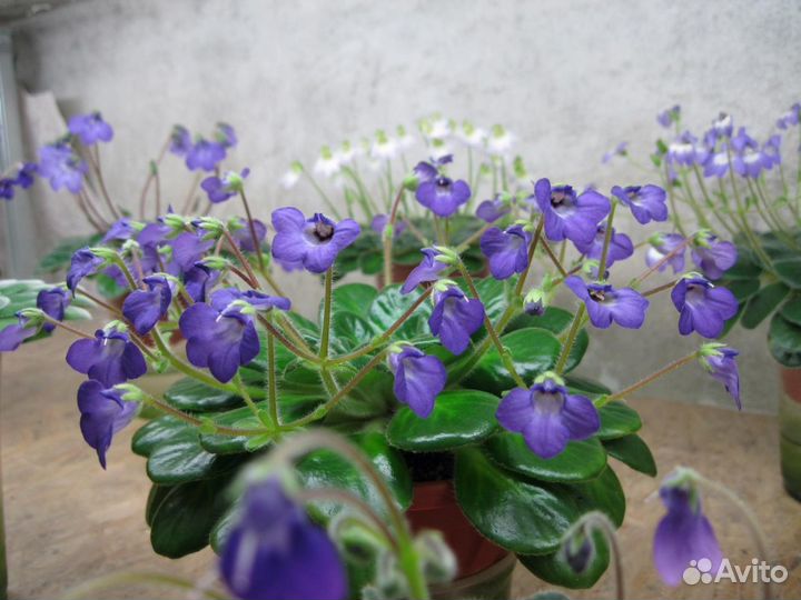 Петрокосмеи