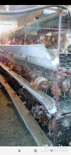 Клетки для содержания бролеров