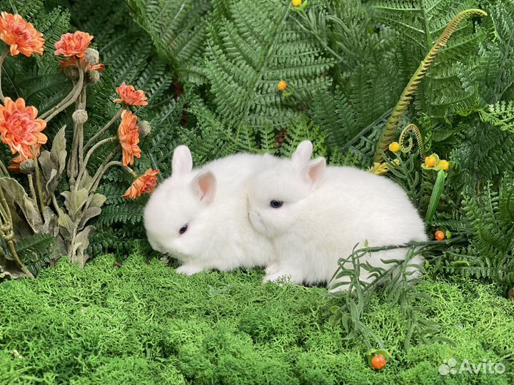 Лучший подарок-Царский Кролик