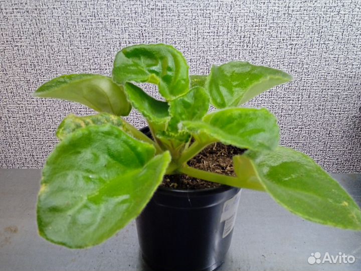 Фиалка: стартеры, детки