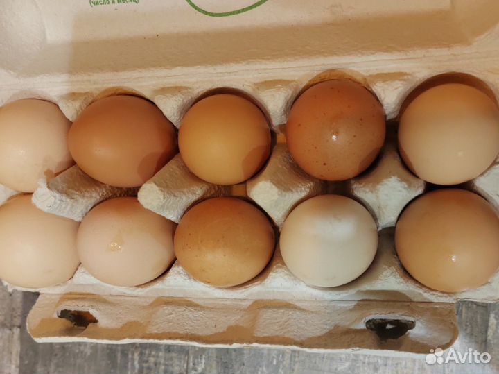Домашние куриные яйца