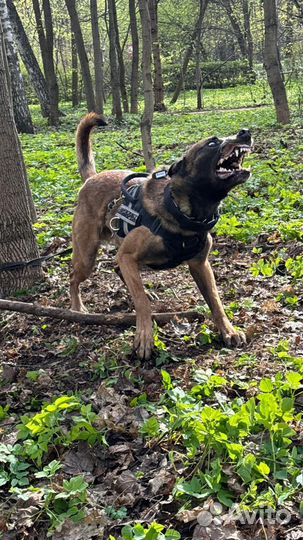 Малинуа кобели для вязки. Вязка малинуа