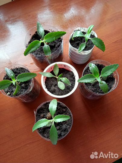 Каланхоэ лечебное