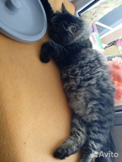 Отдам кота в добрые руки