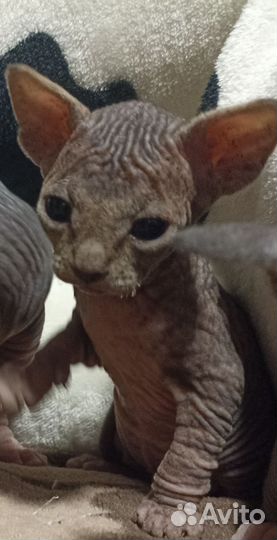 Канадский сфинкс котенок