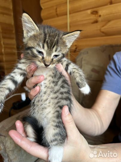 Котята домашние