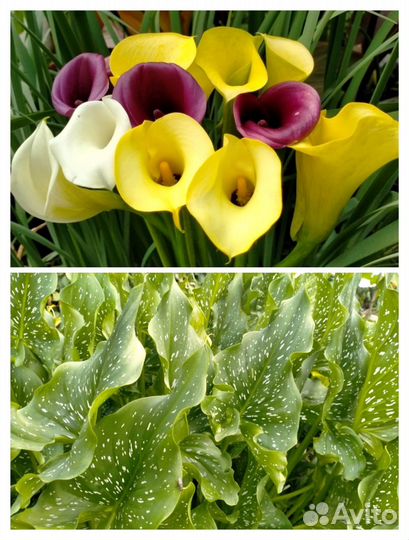 Зантедеския каллы