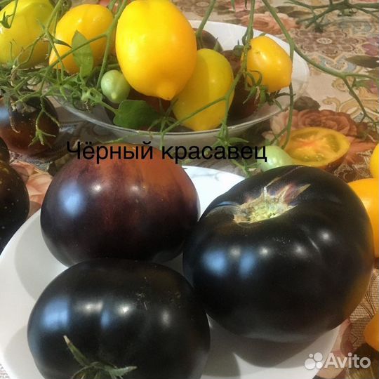 Семена коллекционных томатов