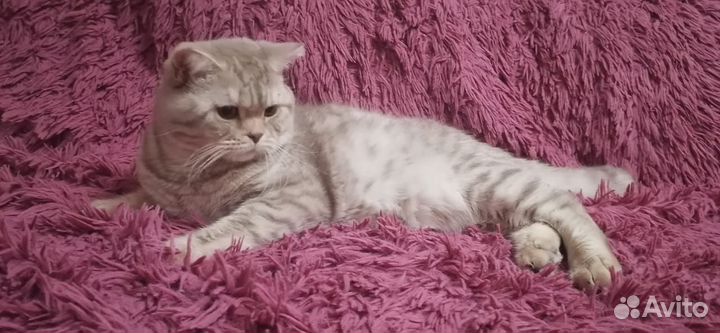 Шотландский кот вязка