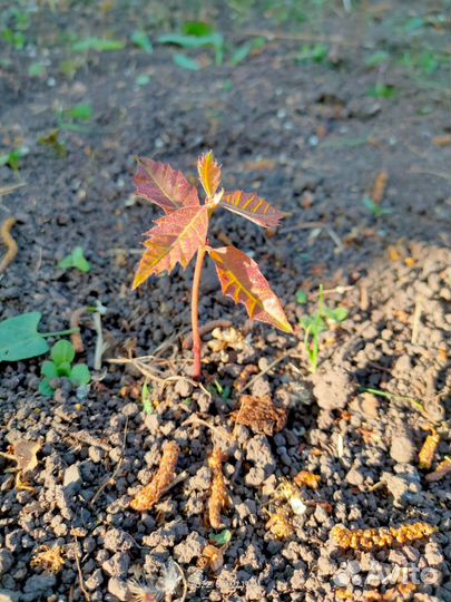 Саженцы и желуди канадского (красного) дуба