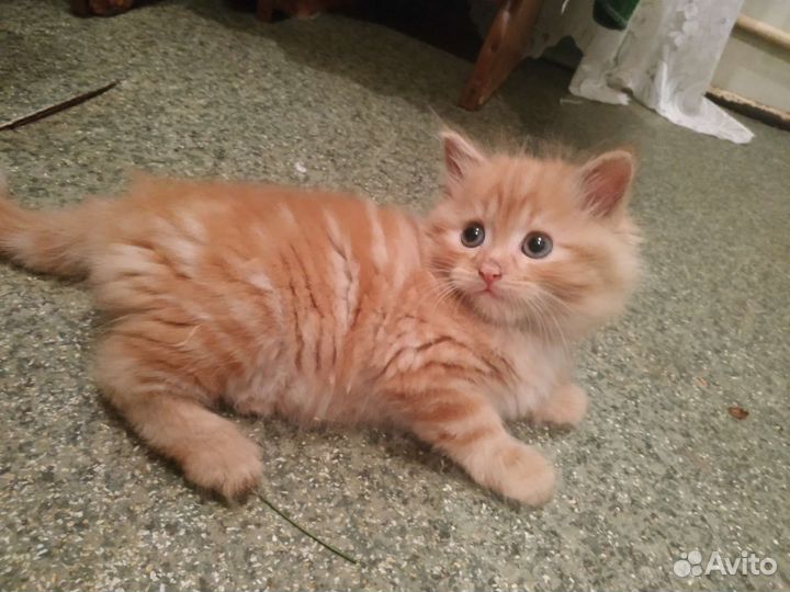 Кошка в дар бесплатно