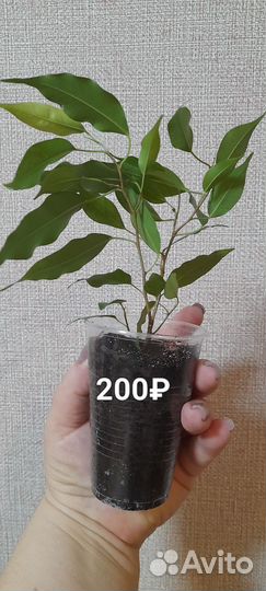 Фикус Наташа