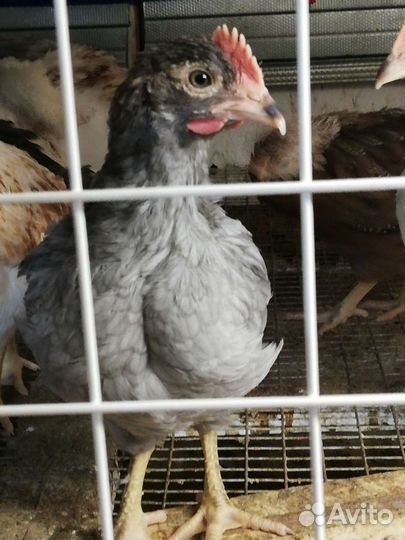 Цыплята курочки петушки