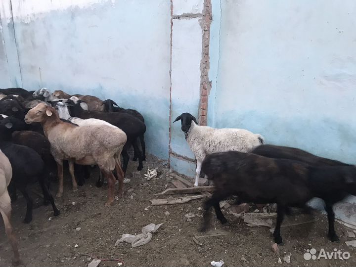 Овцы бараны