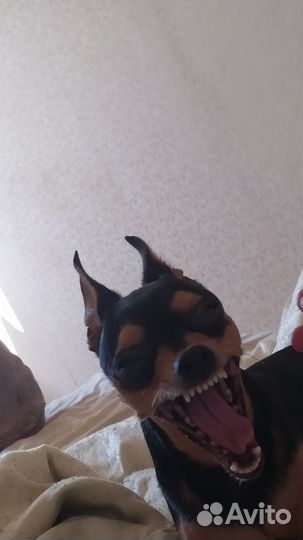 Вязка той-терьер