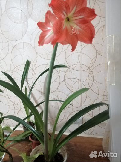 Гиппиаструм